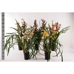 Cymbidium groot bloemig mix 2 tak