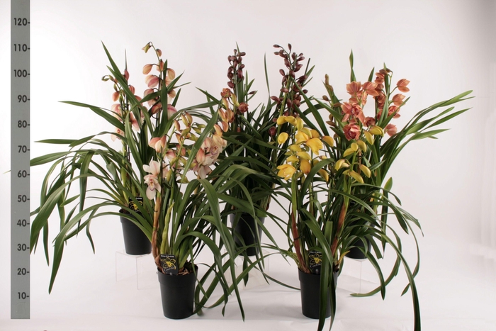 <h4>Cymbidium groot bloemig mix 3 tak</h4>