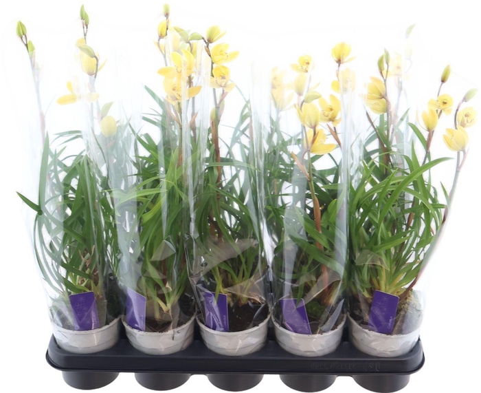 <h4>Cymbidium Mint Source 2 Tak</h4>