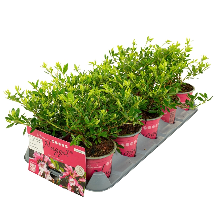 <h4>Rhododendron 'Bloombux' Magenta</h4>