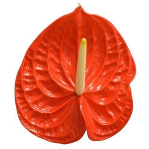 Anth A Naranja