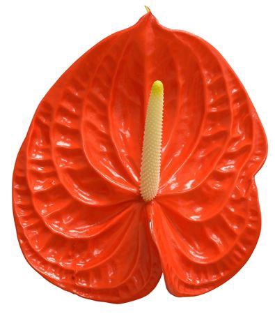 <h4>Anth A Naranja</h4>