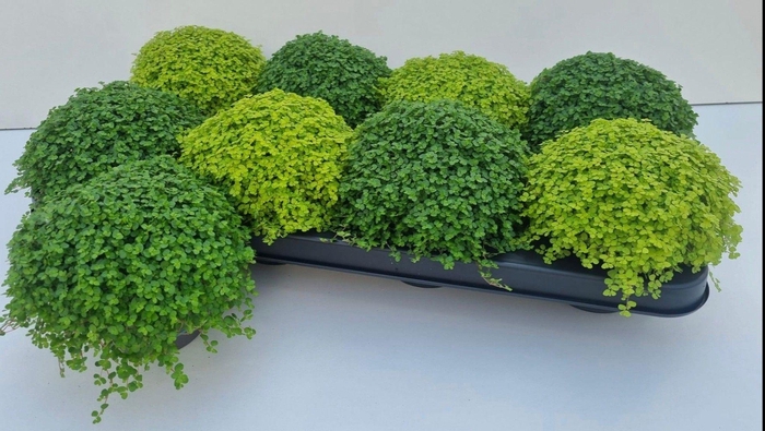 <h4>Solei Sol Gem 2 Srt</h4>