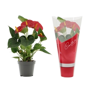 Anthurium 9 cm Success Red in transparant sleeve