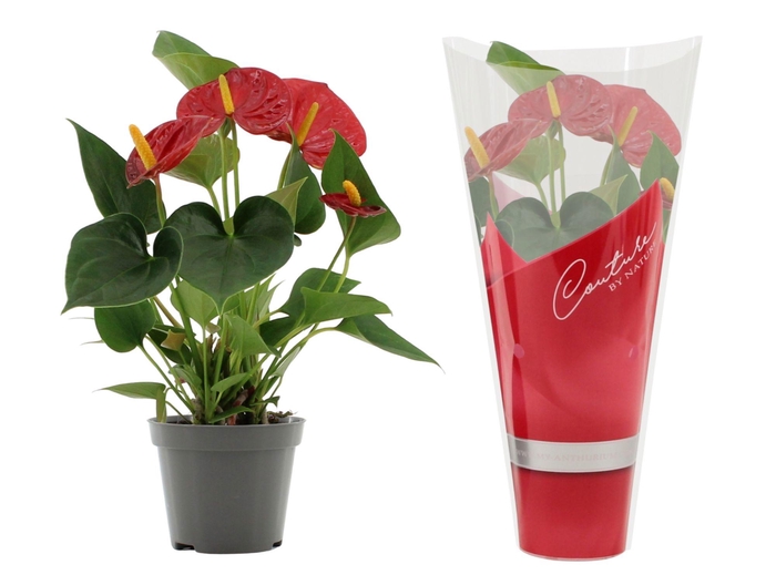 <h4>Anthurium Success Red in Couture sleeve</h4>