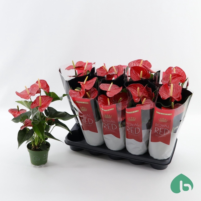 <h4>Anthurium Andr. Querida</h4>