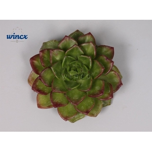 Echeveria Affinus (red) Cutflower