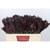 Leucadendron Saf Sunset Dark R.