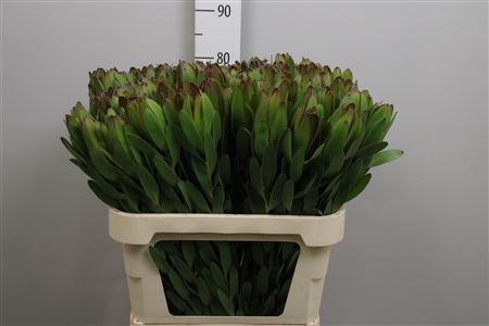 <h4>Leucadendron Goldstrike</h4>