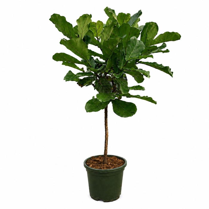 <h4>Ficus lyrata</h4>