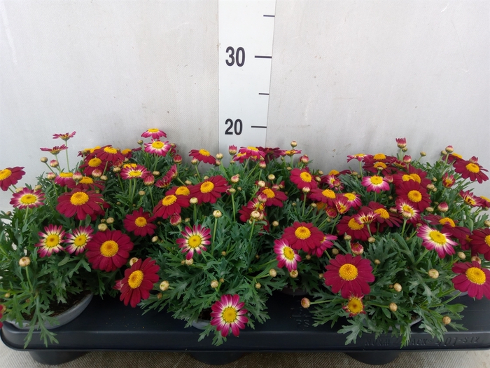 <h4>Argyranthemum  'La Rita Purple Red'</h4>