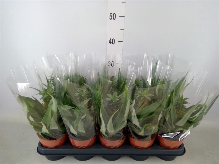 <h4>Ananas 'Mi Amigo'</h4>