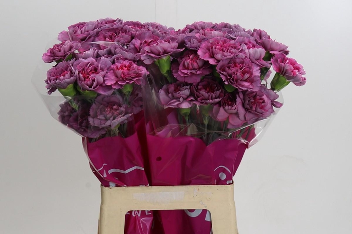 <h4>Dianthus St Hypnosis</h4>