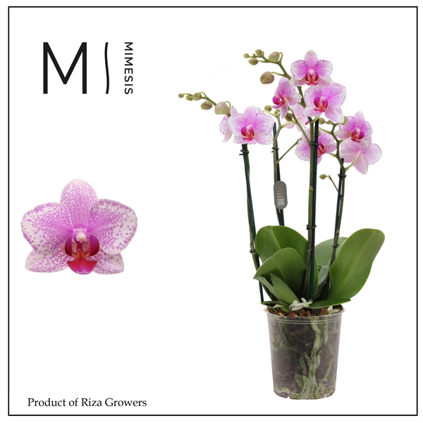 <h4>Mimesis Phal. Rotterdam - 4 spike 12cm</h4>