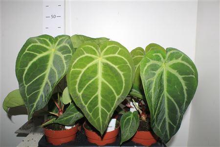 <h4>Anthu Regale</h4>