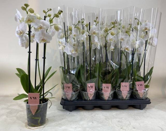 <h4>PHAL WHITE INVERNESS 3 TAK</h4>