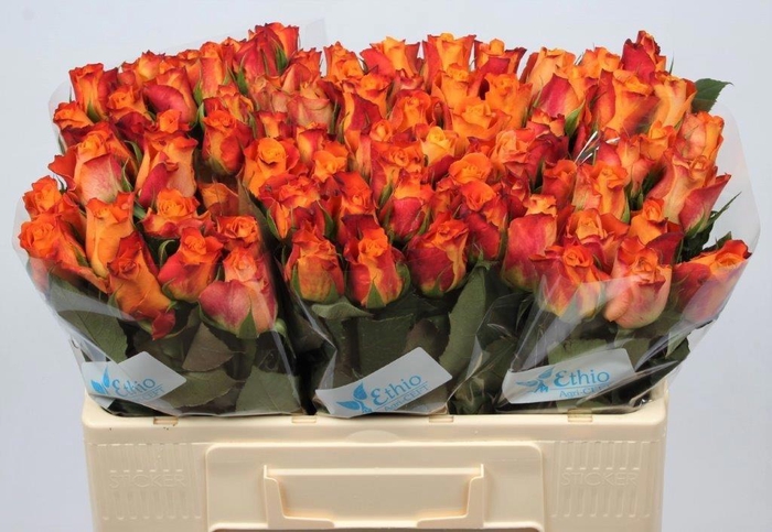 <h4>R GR MARIYO!</h4>