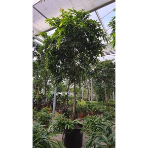 Ficus Amstel King