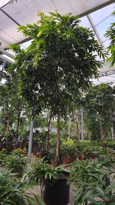 <h4>Ficus Amstel King</h4>