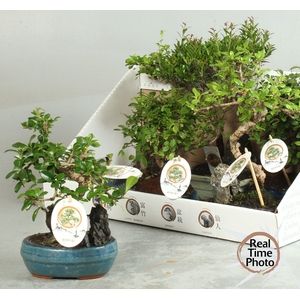 BONSAI GEM