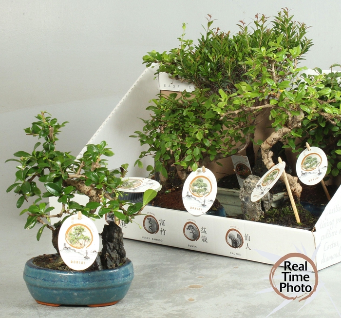 <h4>BONSAI GEM</h4>
