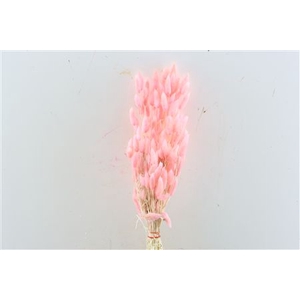DRY LAGURUS BL LIGHT PINK