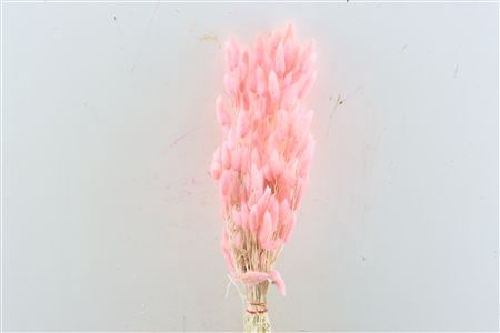 <h4>DRY LAGURUS BL LIGHT PINK</h4>