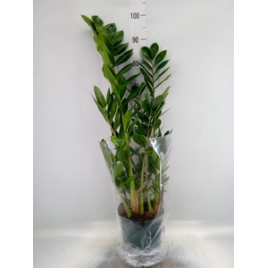 Zamioculcas zamiifolia