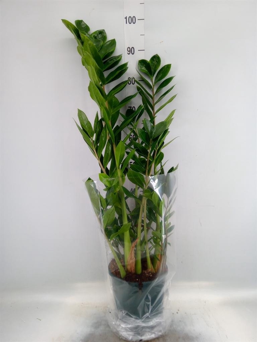 <h4>Zamioculcas zamiifolia</h4>