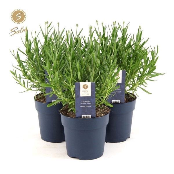 <h4>Lavandula ang. 'Felice Premium Provence'® P12</h4>