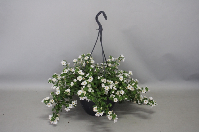 <h4>Hangpotten 23 cm Bacopa white</h4>