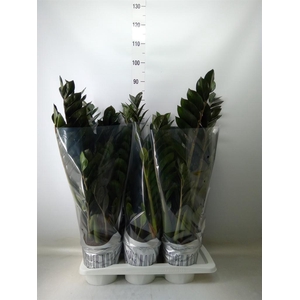 Zamioculcas zamiifolia 'Super Nova'