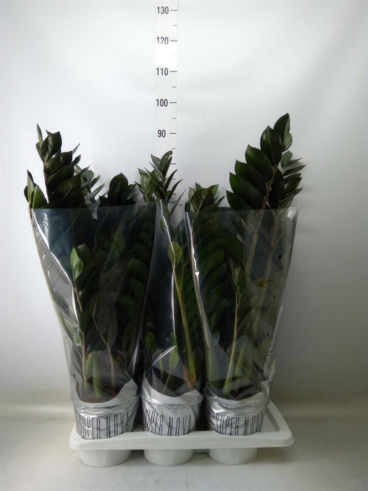 <h4>Zamioculcas zamiifolia 'Super Nova'</h4>