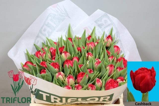 <h4>TU DU CASHBACK</h4>