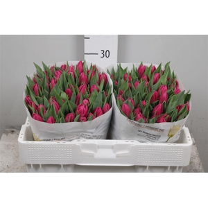 Tu Du Double Princes