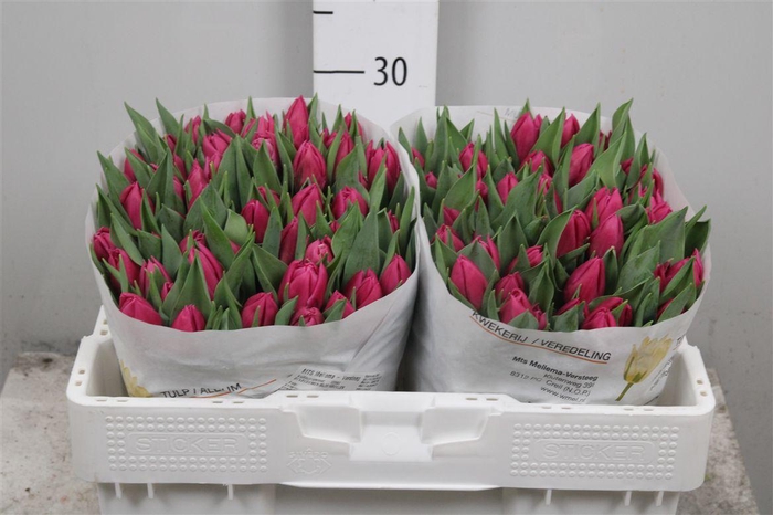 <h4>Tu Du Double Princes</h4>