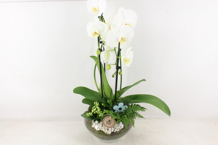 <h4>arr2 PL - Glas Olay phal wit</h4>