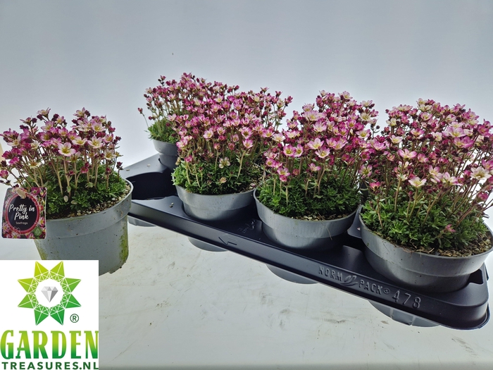 <h4>SAXIF ARENDSII</h4>