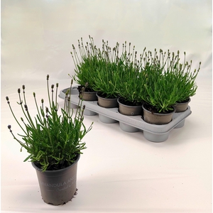 LAVAN AN ESSENCE PUR