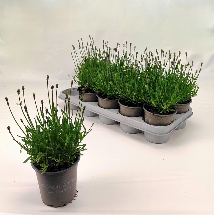 <h4>LAVAN AN ESSENCE PUR</h4>