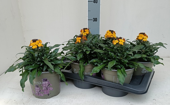 <h4>ERYS LINIFOLIUM</h4>