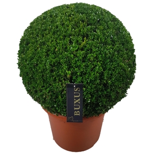 Buxus sempervirens Bol  p42 (t) 60-65 ©