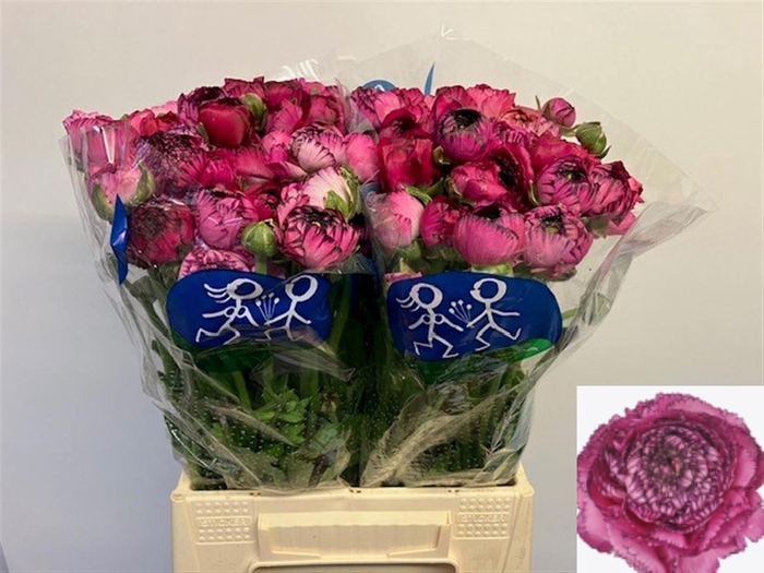 <h4>RAN EL PINK STRIPES</h4>