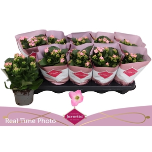 KAL EN BEL ROSA PINK