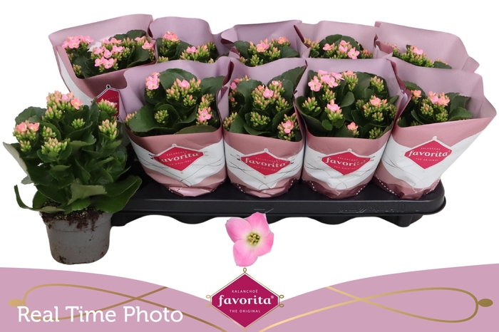 <h4>KAL EN BEL ROSA PINK</h4>