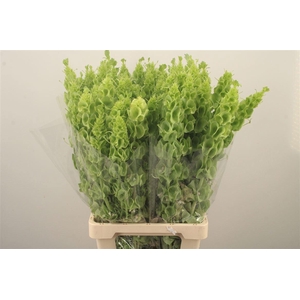 MOLUCCELLA STUK