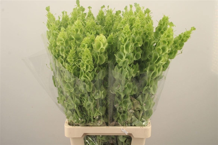 <h4>MOLUCCELLA STUK</h4>