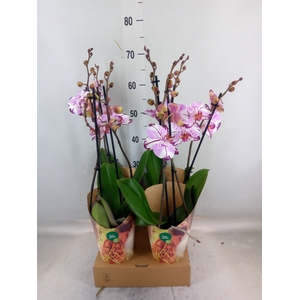 Phalaenopsis  'FC Magic Art'