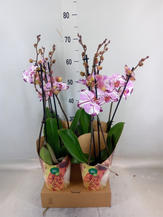 <h4>Phalaenopsis  'FC Magic Art'</h4>