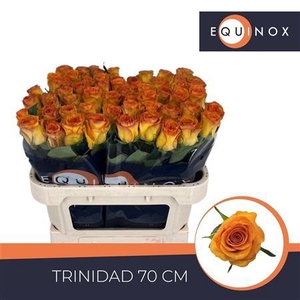 R Gr Trinidad